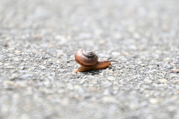 Kleine braune Schnecke mit Häuschen auf Asphalt