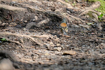 Buchfink am Waldboden