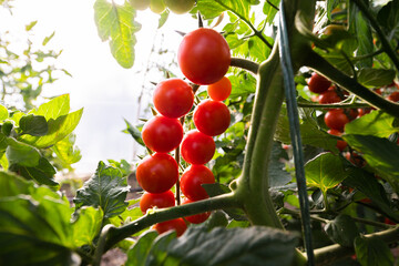Tomatoes growing in the garden