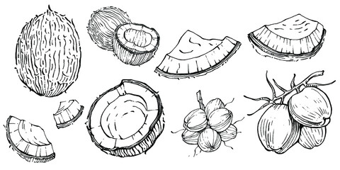 Vector coconut hand drawn Sketch. Vector tropical food illustration. Vintage style. The best for design logo, menu, label, icon, stamp.