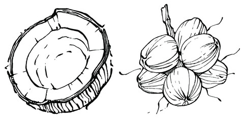 Vector coconut hand drawn Sketch. Vector tropical food illustration. Vintage style. The best for design logo, menu, label, icon, stamp.