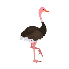 Ostrich exotical african bird flighless. Vector illustration cartoon style