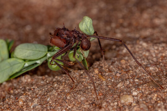 Atta Leaf-cutter Ant