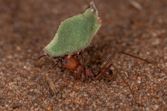 Atta Leaf-cutter Ant