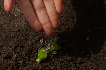 Close up hands holding sapling of young plants. Concept nature conservation. Hands Planting Young Tree Top View. Female hand holding sprout on nature field grass Forest conservation