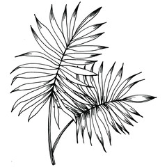 Vector Exotic tropical hawaiian summer. Palm beach tree jungle botanical leaves. Black and white engraved ink art. Leaf plant botanical garden floral foliage. Isolated leaf illustration element.