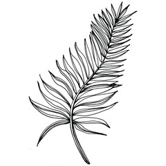 Vector Exotic tropical hawaiian summer. Palm beach tree jungle botanical leaves. Black and white engraved ink art. Leaf plant botanical garden floral foliage. Isolated leaf illustration element.