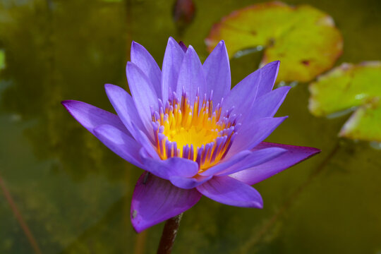 Blue water lily (නිල් මානෙල්) – be a tree