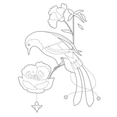 Contour linear illustration for coloring book with paradise bird. Beautiful tropical exotic bird,  anti stress picture. Line art design for adult or kids  in zentangle style and coloring page.