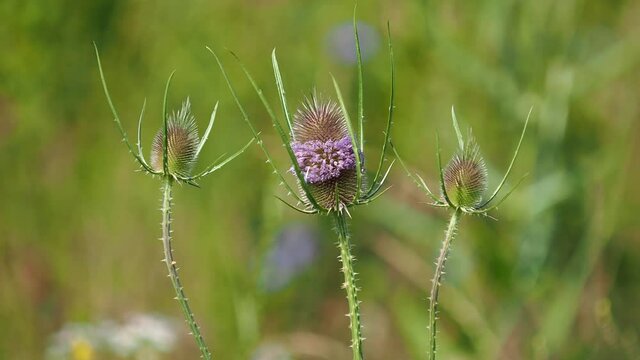 Wild teasel flower, Dipsacus fullonum