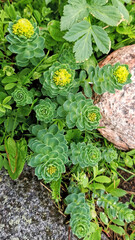 Rhodiola Rosea Arctic Flower. Texture Of Swamp Flowers In Tundra. Natural Vivid Background With Wild Nature. Natura Wallpaper.