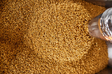 Pile of golden wheat grains in the container