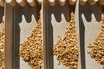 Golden wheat grains sorting, drying and peeling in the machine
