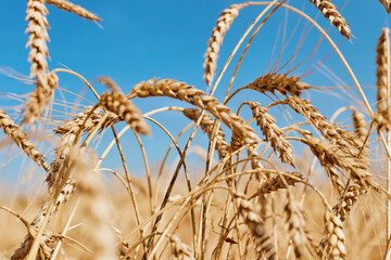 Golden wheat harvest in the field