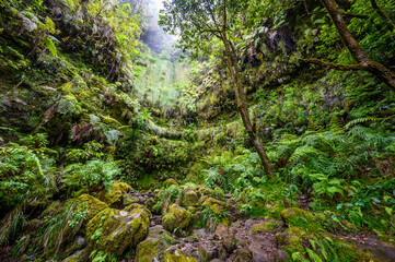 Levada do Caldeirão - hiking path in the forest in Levada do Caldeirao Verde Trail - tropical scenery on Madeira island, Portugal.