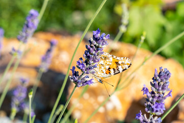Yellow butterflies on lavender flower hides merging with yellow stone background