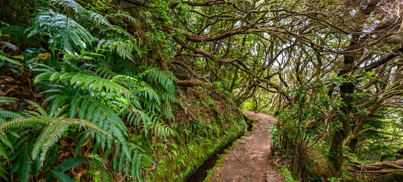 Levada do Caldeir&atilde;o - hiking path in the forest in Levada do Caldeirao Verde Trail - tropical scenery on Madeira island, Portugal.