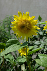 ひまわり　向日葵