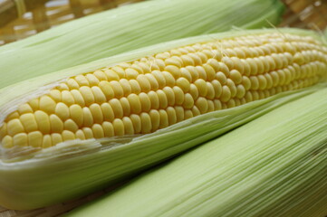 採れたての新鮮なトウモロコシ
