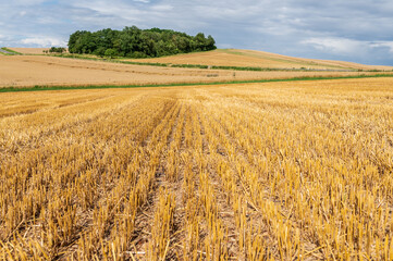 wheat field in the summer