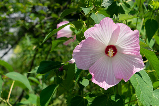 アオイ科の植物 Images Browse 60 Stock Photos Vectors And Video Adobe Stock