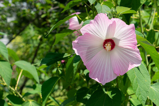 アオイ科の植物 Images Browse 60 Stock Photos Vectors And Video Adobe Stock