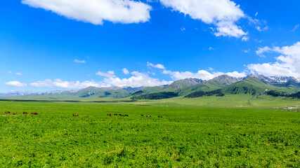 Nalati Grassland natural scenery in Xinjiang,China.