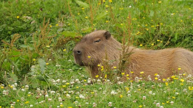 A large capybara grazing in a field