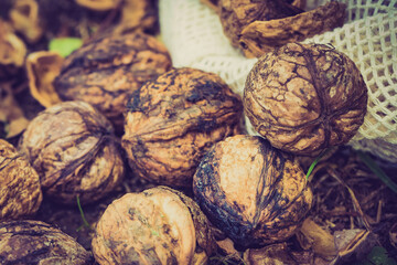 Walnut whole and kernels outdoors on ground.