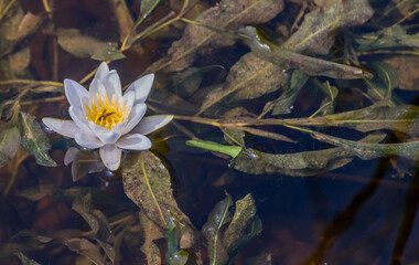Water Lily on a River on a Sunny Summer Day