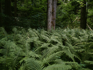 fern in the forest