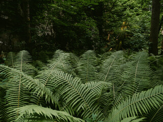 fern in the forest, Fern forest