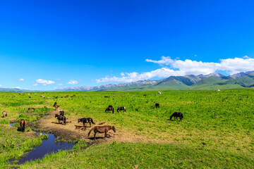 Fototapeta premium Nalati Grassland natural scenery in Xinjiang,China.