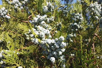 Cypress branch with blue green seeds close up. Bald Cypress tree seeds pods. Fragment of decorative evergreen conifer tree Cypress with seeds.Very popular for landscaping design and gardening.