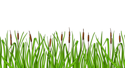 Obraz na płótnie Canvas Reeds and green grass seamless background on a white isolated background. Vector illustration for the design of the landscape