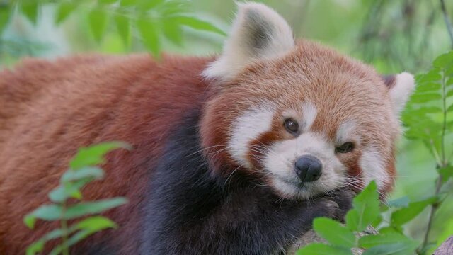 Cute red panda resting between green plants in nature and looking at camera,close up