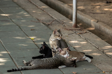 Cats family sit on street