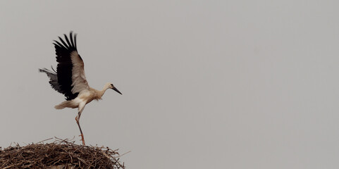 Weißstorch - Ciconia ciconia - Klapperstorch