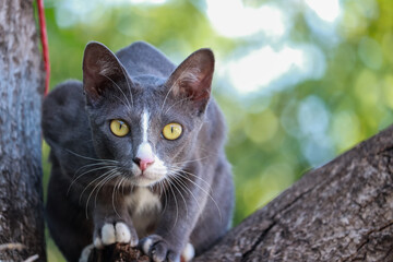 kitten sits on a tree branch