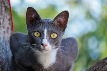 kitten sits on a tree branch
