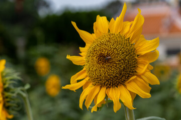 Fototapeta premium Sunflower blooming. Close-up of sunflower