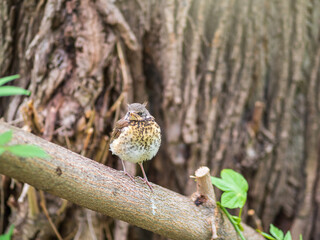 A fieldfare chick, Turdus pilaris, has left the nest and is sitting on a branch. A chick of...