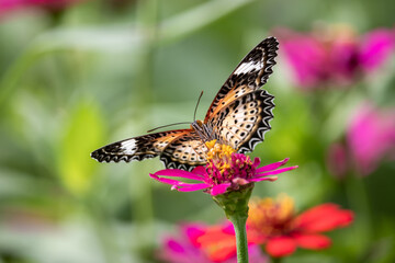 Beautiful butterfly on pink flowers