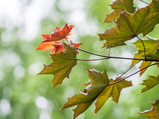 Spring branches of maple tree with fresh green leaves