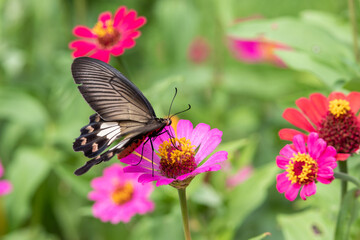 Beautiful butterfly on pink flowers