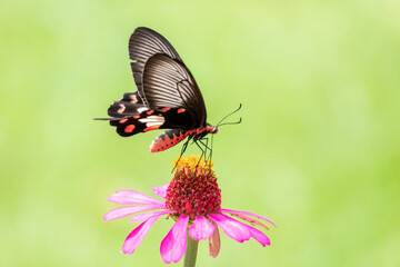 Beautiful butterfly on pink flower