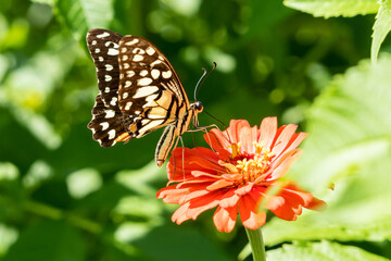 Beautiful butterfly on red flower