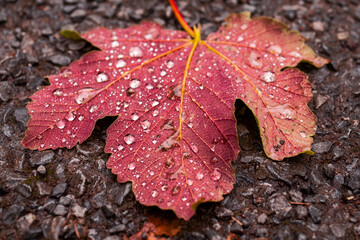 Fallen maple leaf on a dark ground with water droplets