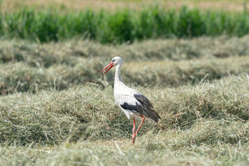 White stork standing in the hay on the meadow. Open beak, with shadow, viewed from the side