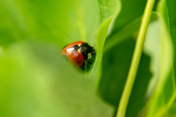 Ladybug sitting on a fresh green grass shallow DoF
